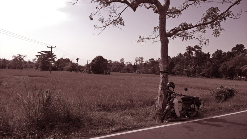 Motorcycle Parked by Tree