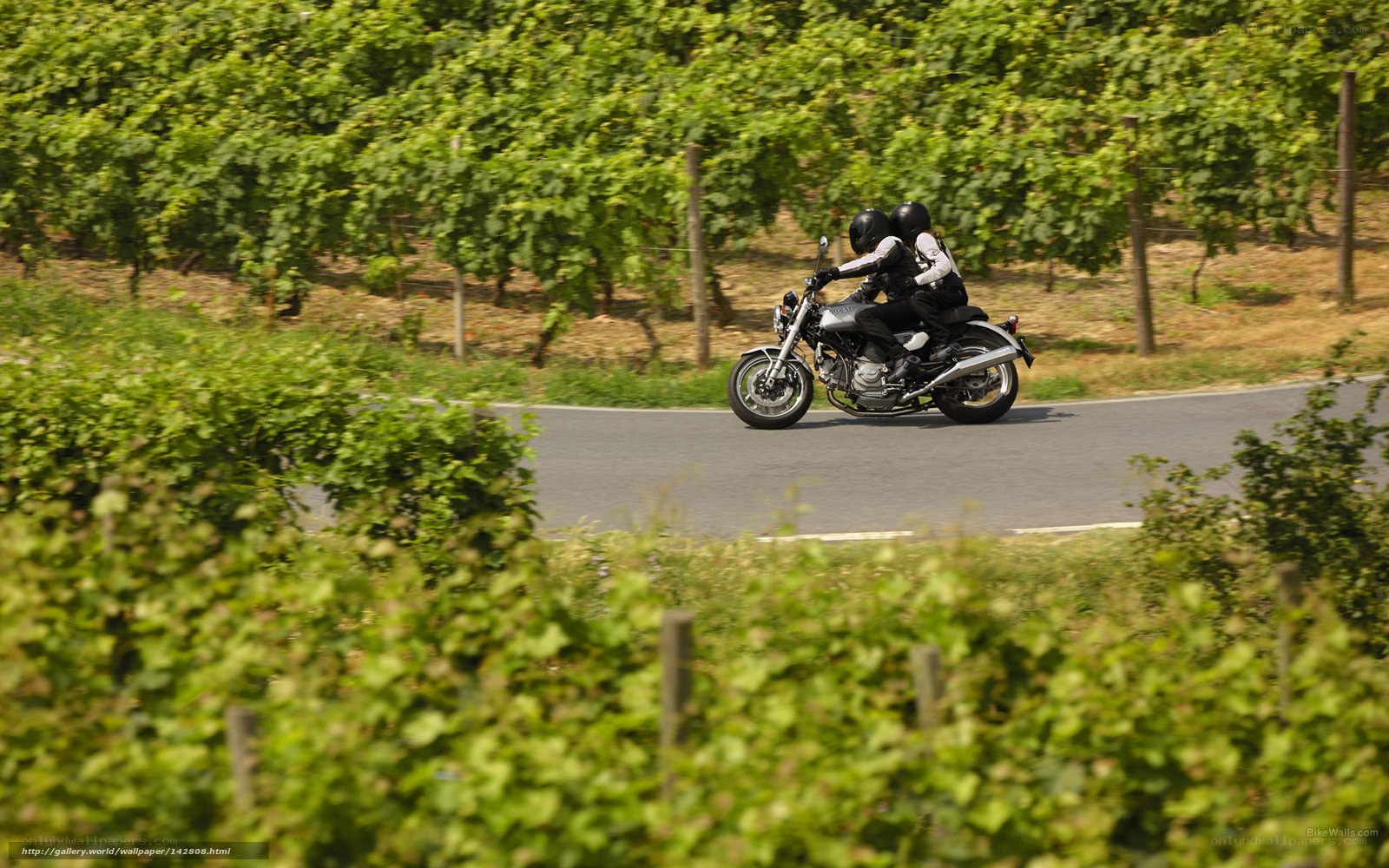 Motorcycle ride through vineyard