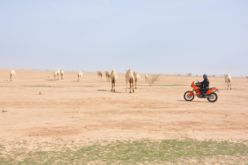 Motorcycle rider in desert with camels
