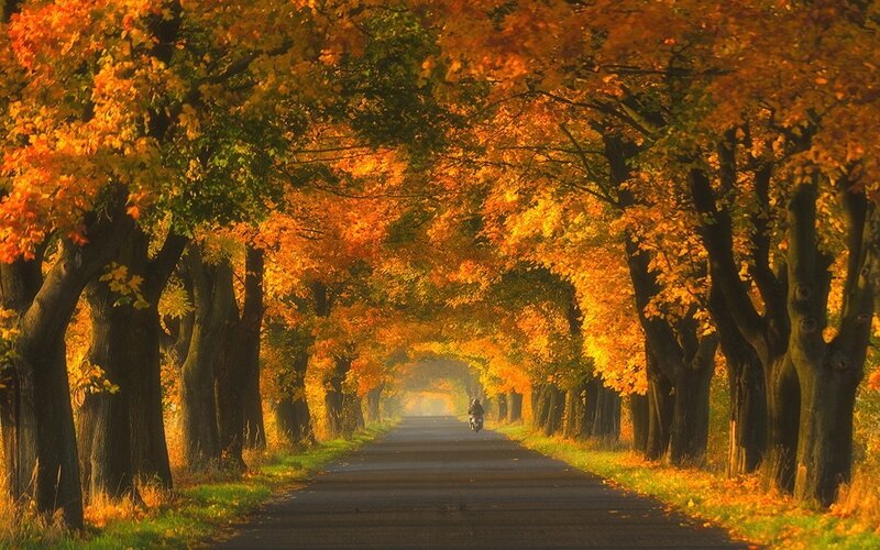 Motorcyclist on Autumn Road — Orange
