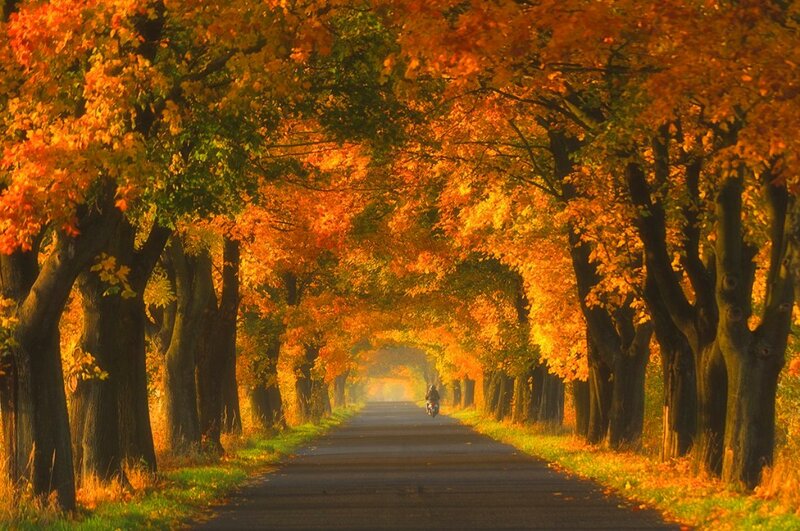 Motorcyclist on Autumn Road