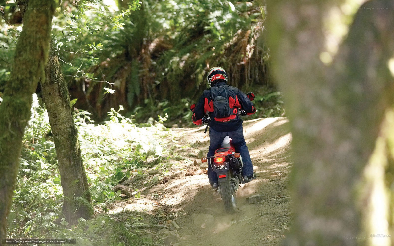 Motorcyclist on forest trail
