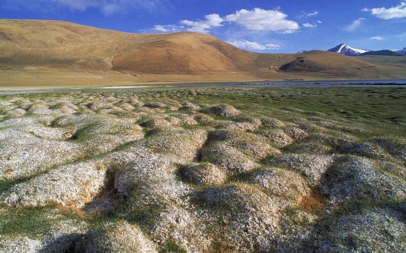 Mound-covered Grassland
