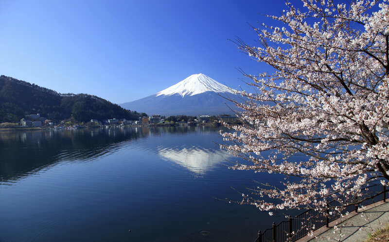 Mount Fuji and Cherry Blossoms — Blue