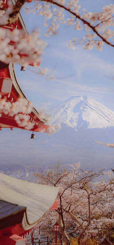 Mount Fuji and Cherry Blossoms — Pink