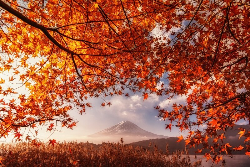 Mount Fuji Through Autumn Leaves — Orange, Serene