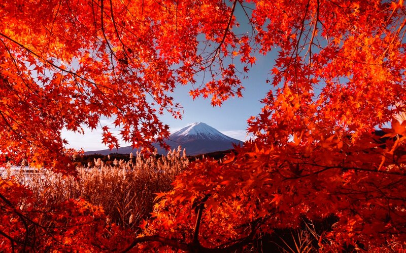 Mount Fuji Through Autumn Leaves — Red