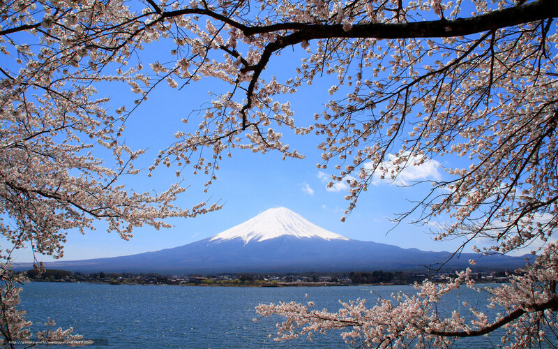 Mount Fuji Through Cherry Blossoms