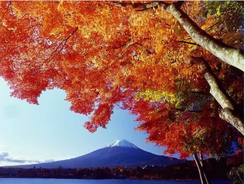 Mount Fuji with autumn foliage