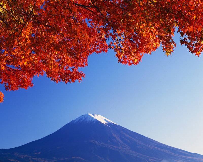 Mount Fuji with Autumn Leaves — Blue, Serene, Photograph, Mountain, Tree, Sky