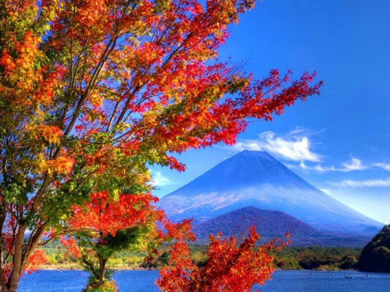 Mount Fuji with Autumn Trees — Blue, Serene