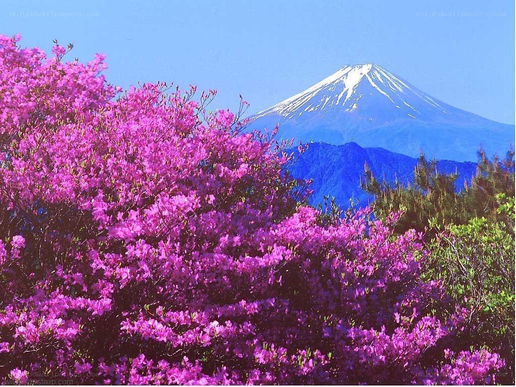 Mount Fuji with blooming azaleas