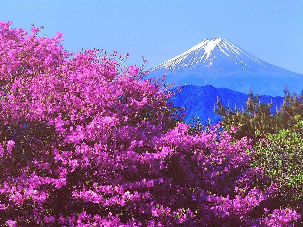 Mount Fuji with blooming azaleas