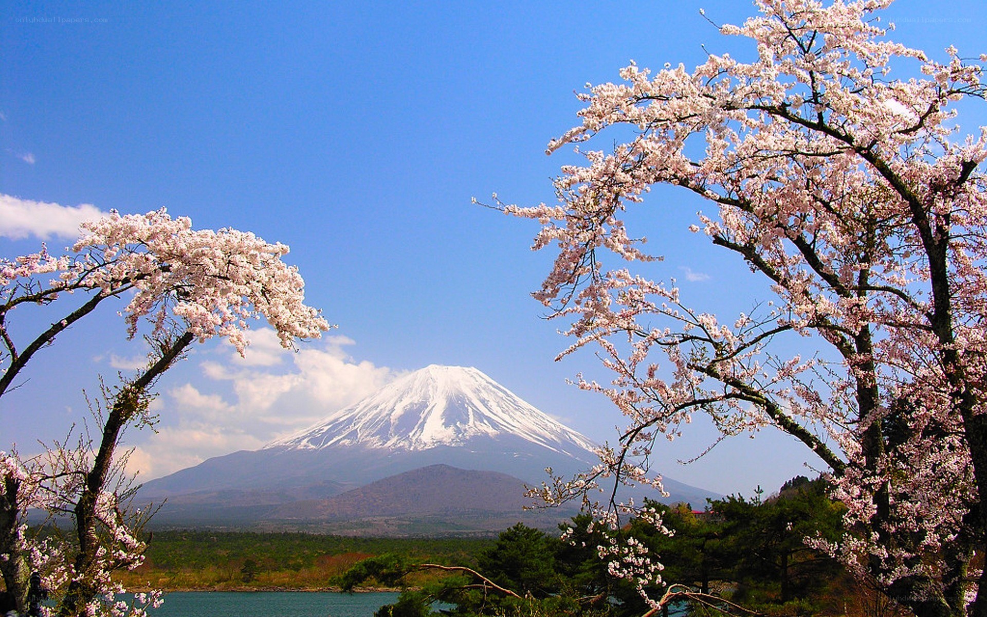 Mount Fuji with cherry blossoms