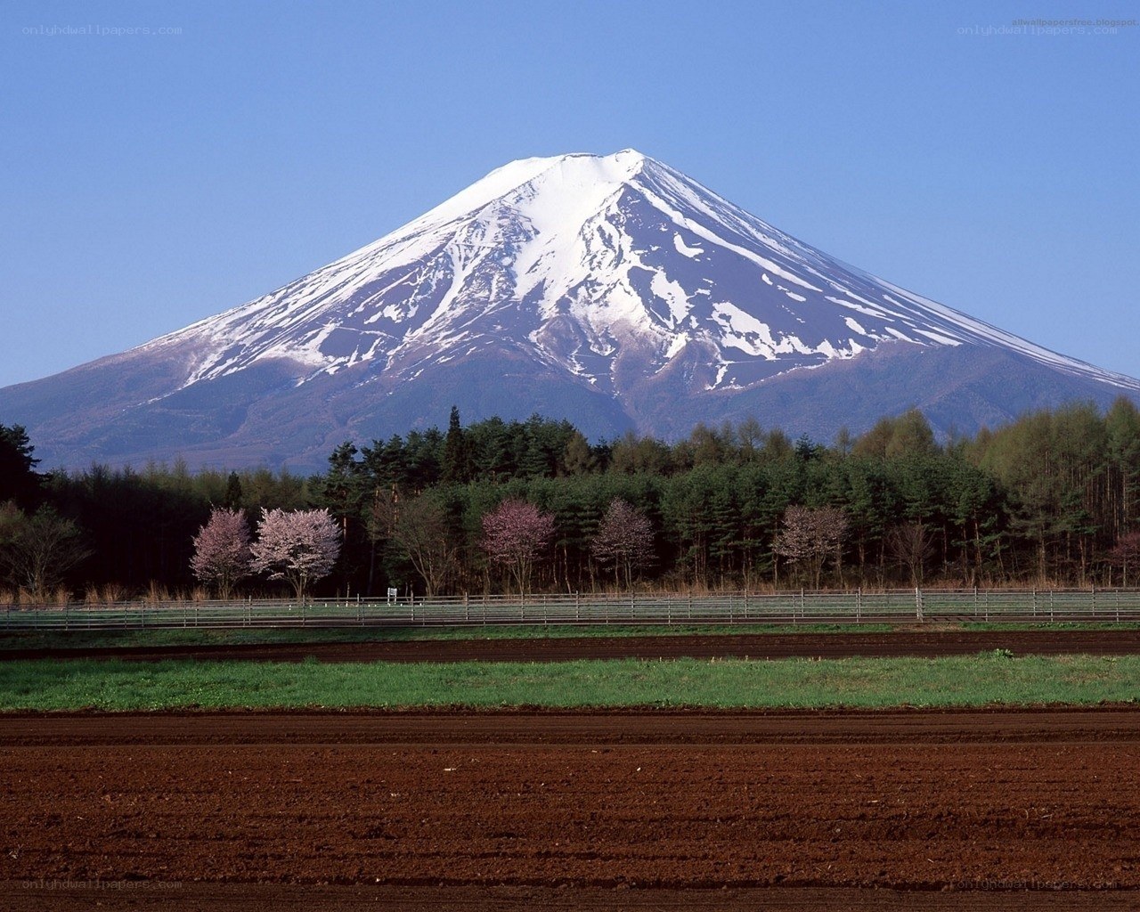 Mount Fuji with cherry blossoms