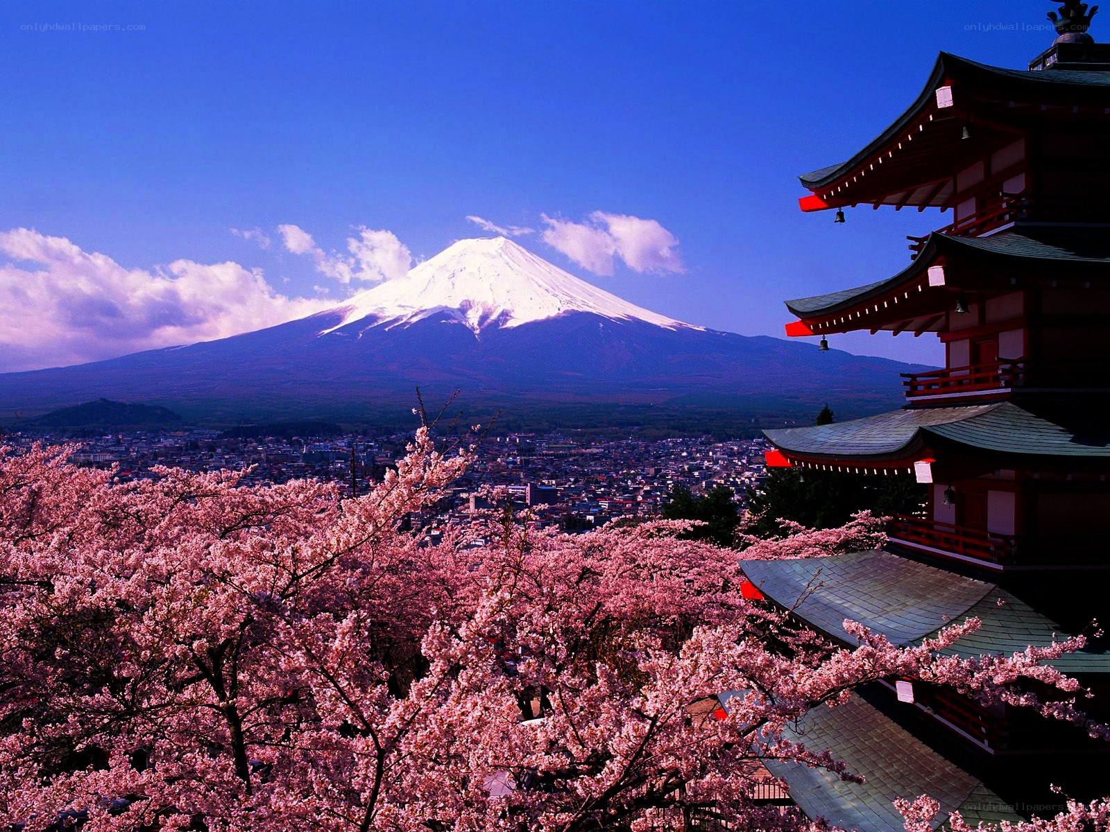 Mount Fuji with cherry blossoms
