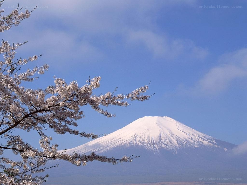 Mount Fuji with cherry blossoms