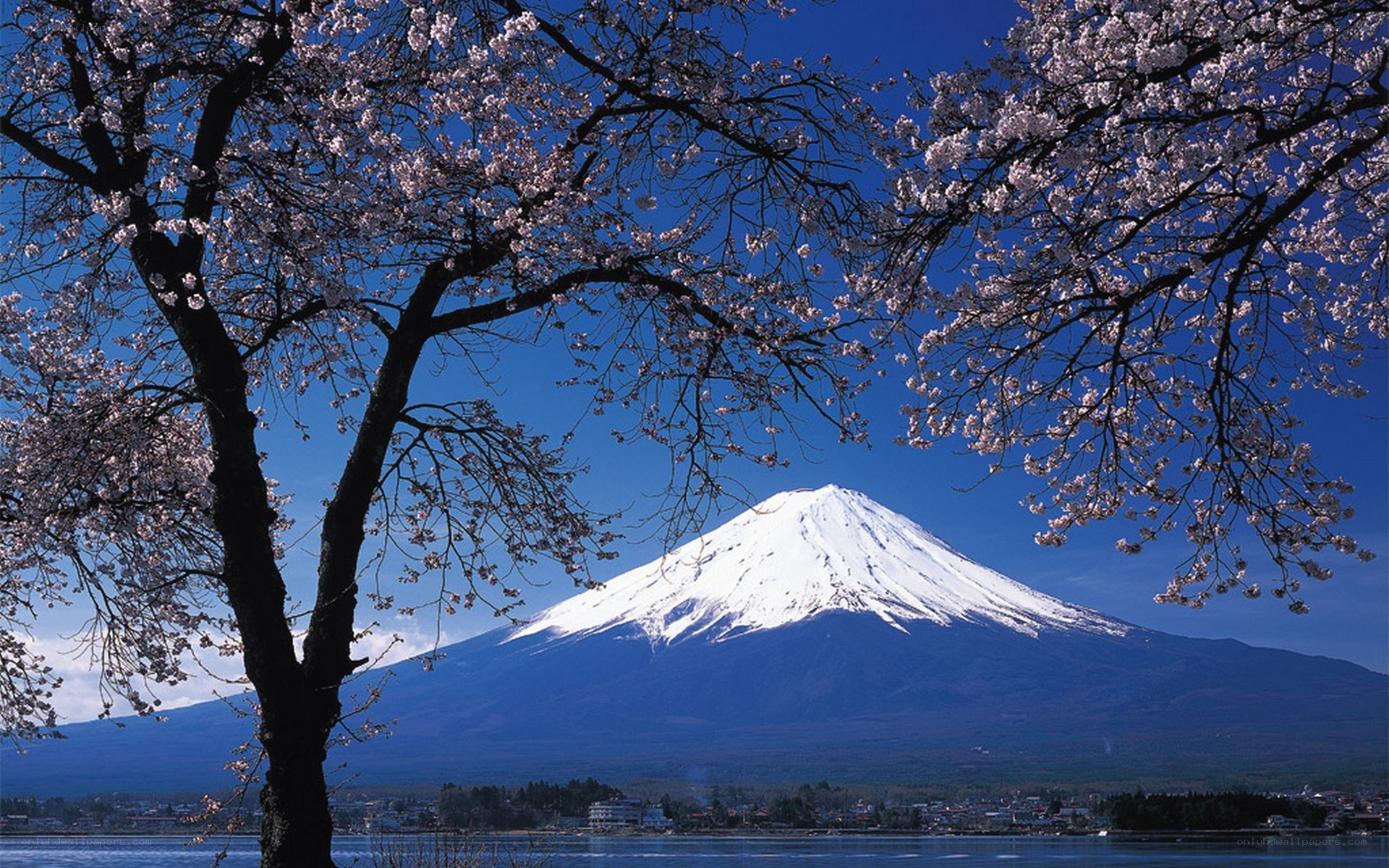 Mount Fuji with cherry blossoms