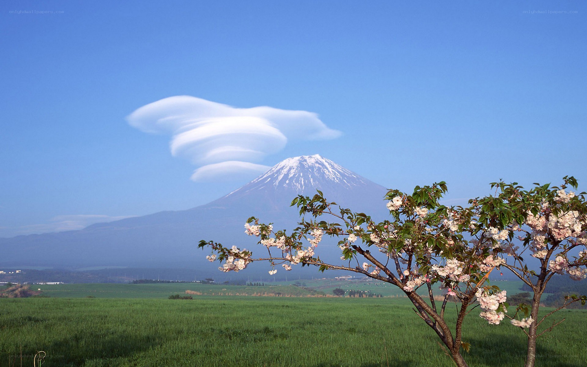 Mount Fuji with cherry blossoms