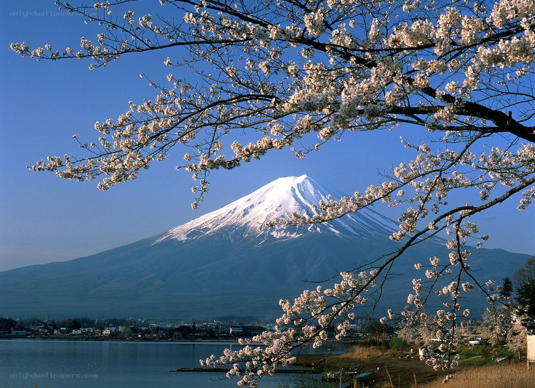 Mount Fuji with cherry blossoms