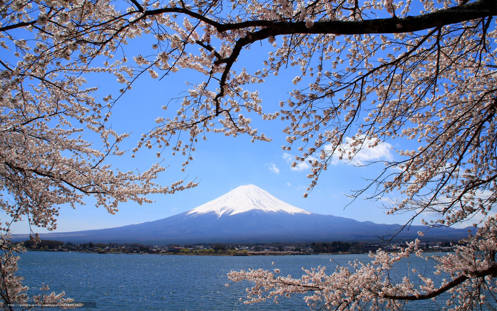 Mount Fuji with cherry blossoms