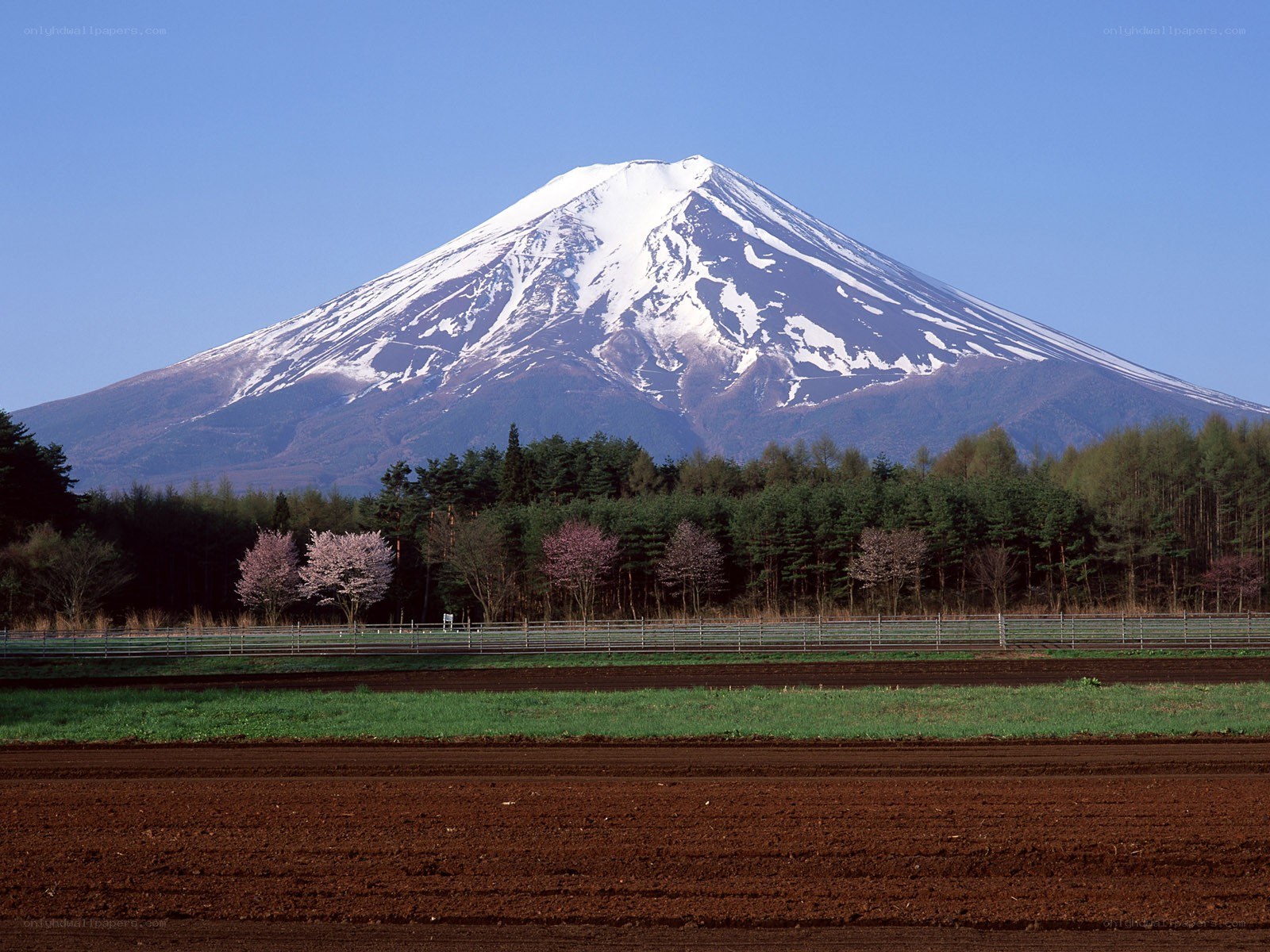 Mount Fuji with cherry blossoms