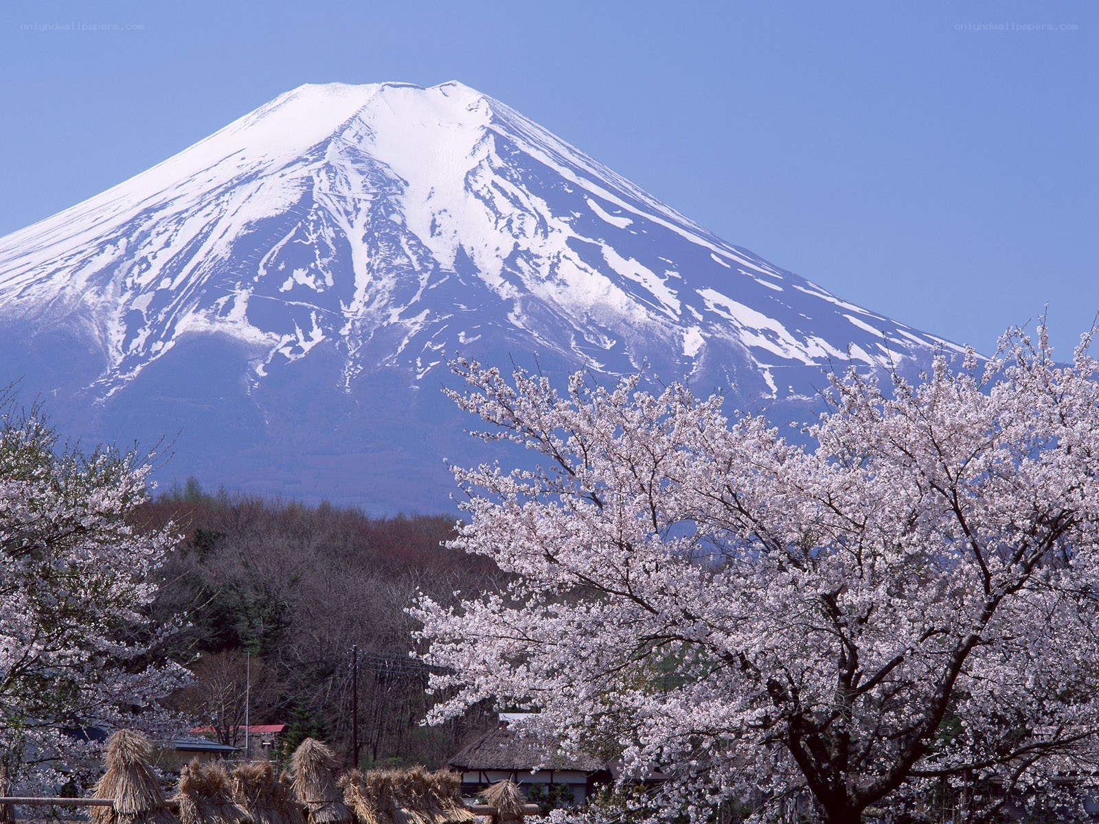 Mount Fuji with cherry blossoms