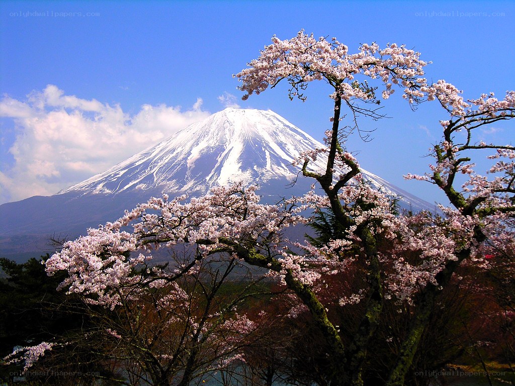 Mount Fuji with cherry blossoms