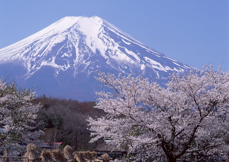 Mount Fuji with cherry blossoms