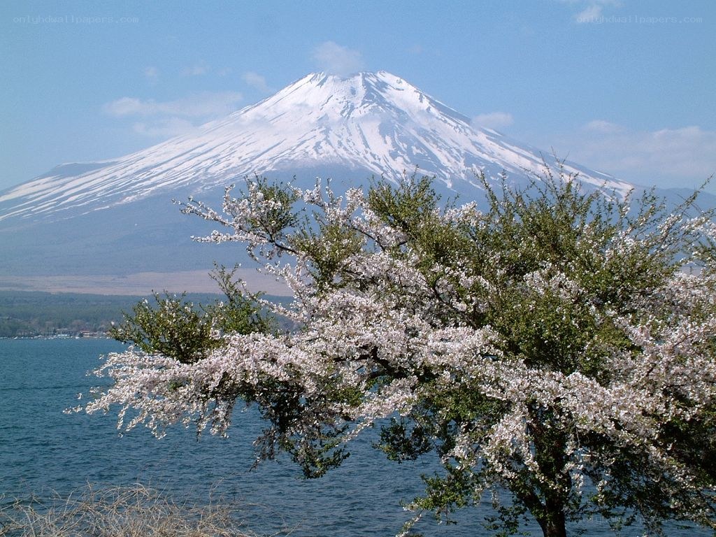 Mount Fuji with cherry blossoms