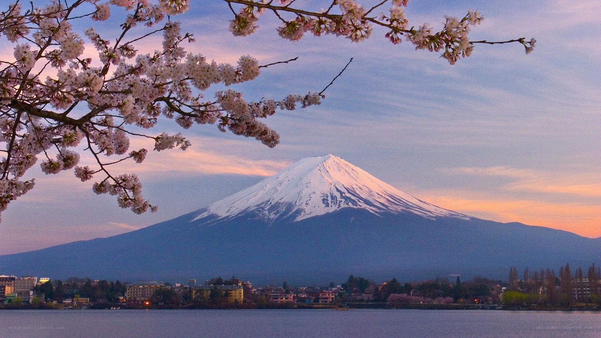 Mount Fuji with cherry blossoms