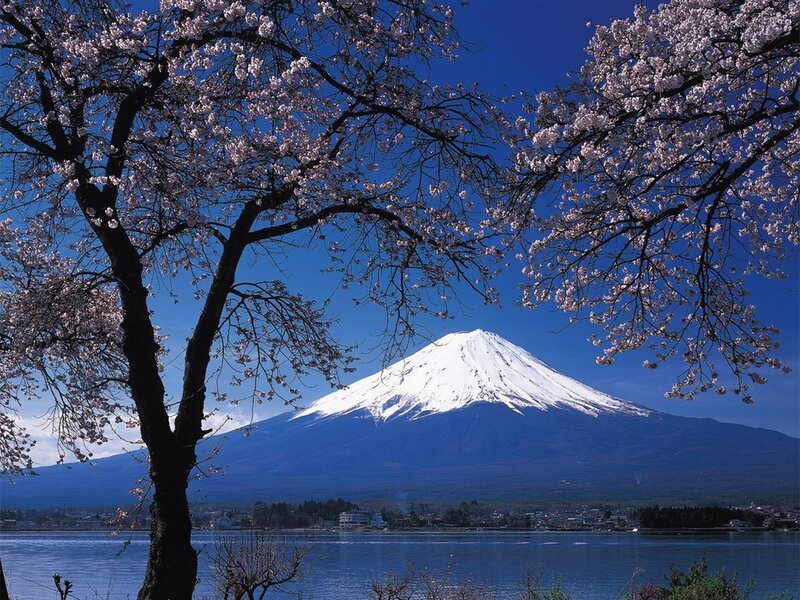 Mount Fuji with Cherry Blossoms — Blue, Serene, Spring, Photograph, Cherry Blossom Trees
