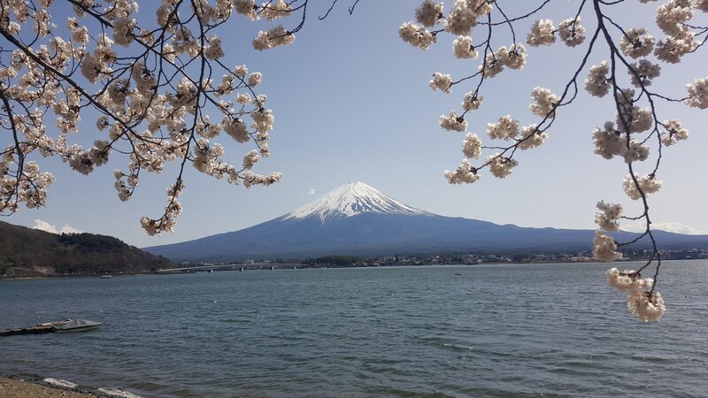 Mount Fuji with Cherry Blossoms — Blue, Serene, Spring, Photograph, Cherry Blossoms, Lake, Mountain