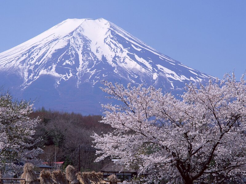 Mount Fuji with Cherry Blossoms — Blue, Serene, Spring, Photograph, Cherry Blossoms, Mountain, Sky