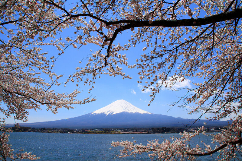 Mount Fuji with Cherry Blossoms — Blue, Serene