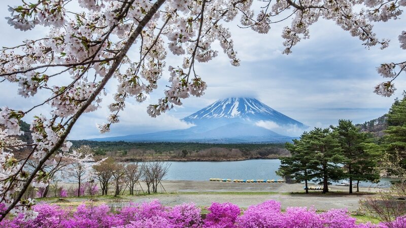 Mount Fuji with Cherry Blossoms — Pink, Serene, Spring