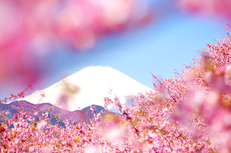 Mount Fuji with Cherry Blossoms — Pink, Serene