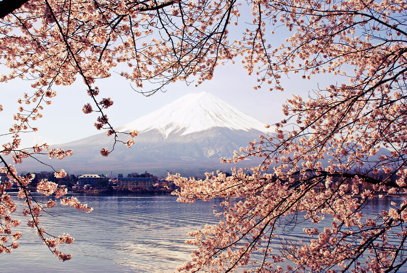 Mount Fuji with Cherry Blossoms — Pink