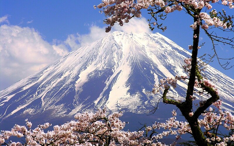 Mount Fuji with Cherry Blossoms — White, Serene