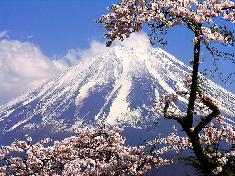 Mount Fuji with Cherry Blossoms — White