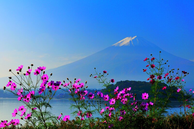 Mount Fuji with Cosmos Flowers — Blue, Serene