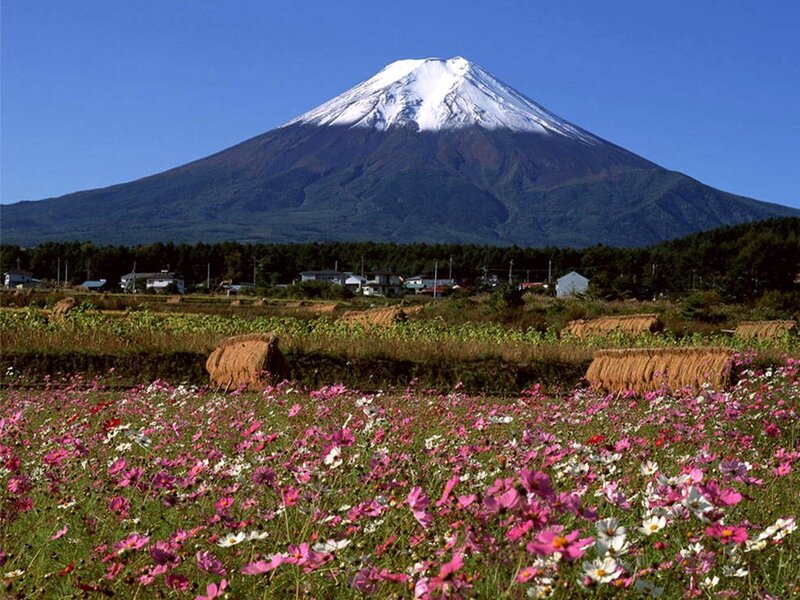 Mount Fuji with Cosmos Flowers — Blue