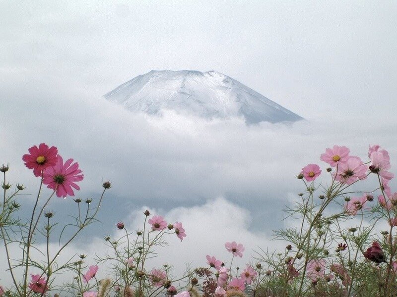 Mount Fuji with cosmos flowers