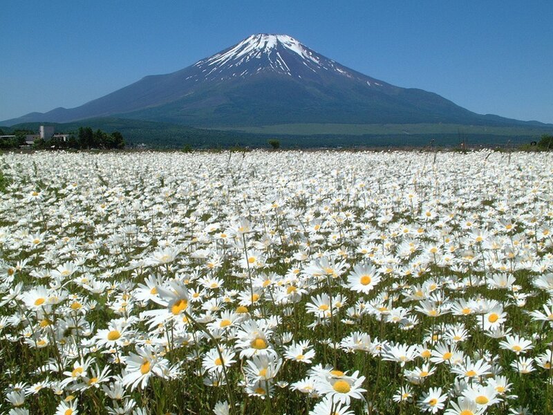 Mount Fuji with daisies