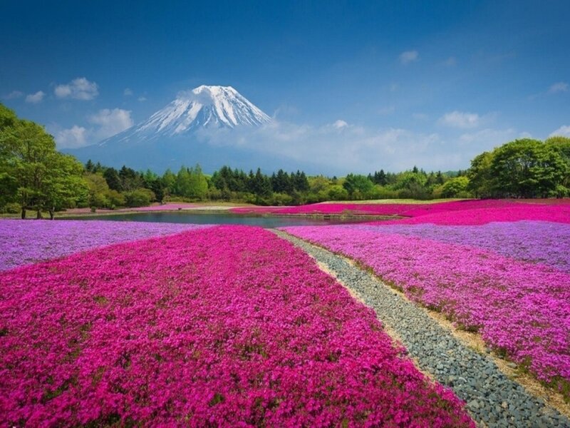 Mount Fuji with Flower Fields — Pink