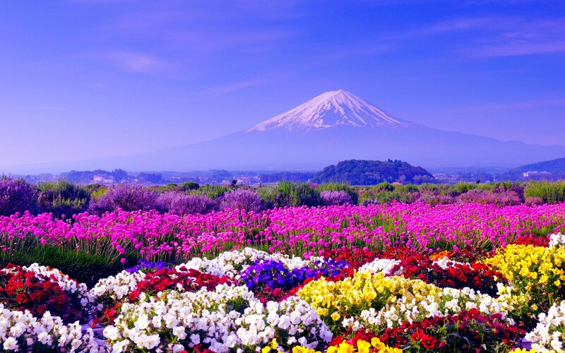 Mount Fuji with Flower Fields — Purple, Serene