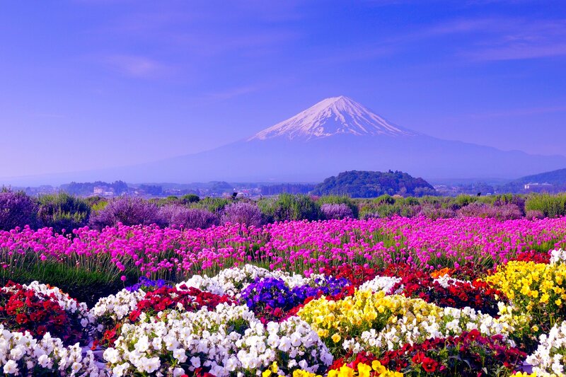 Mount Fuji with Flower Fields — Purple