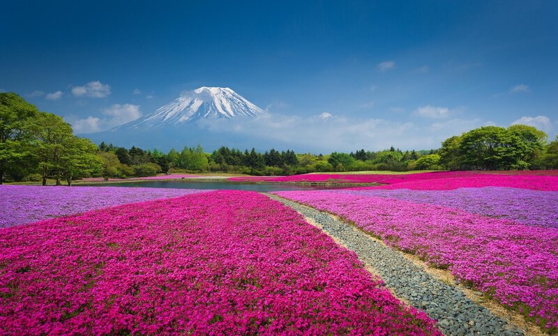 Mount Fuji with Flower Fields