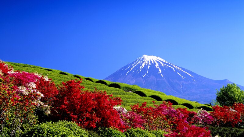 Mount Fuji with Flowers — Blue, Serene, Spring, Photograph, Mountain