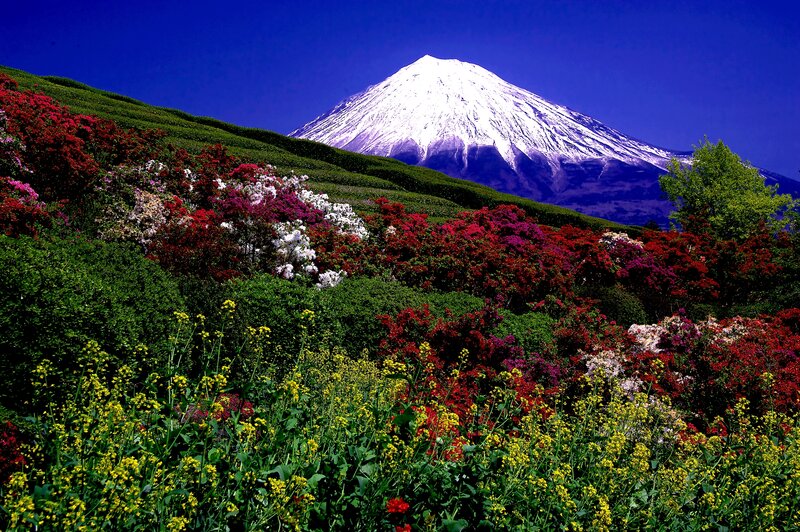 Mount Fuji with Flowers — Blue, Serene, Spring, Photograph